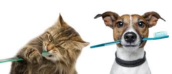 Pets brushing teeth